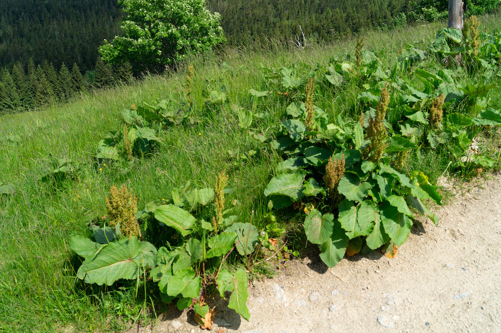 W Karkonoszach znajdziemy również przykłady gatunków obcych, jak powszechnie rosnący przy szlakach szczaw alpejski